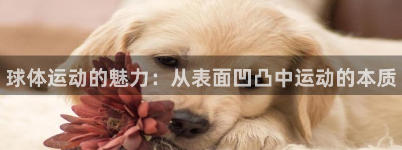 球王会体育