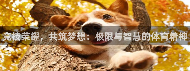 球王会体育
